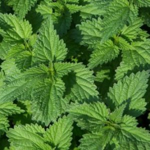 What are the Benefits of Stinging Nettle for Skin and Hair?