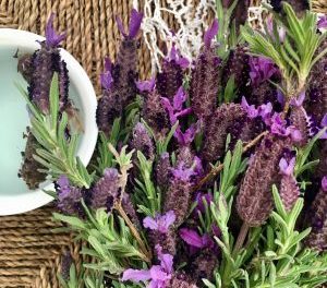 What is bract lavender? How is bract lavender Tea Prepared?