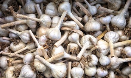 How should garlic be stored?