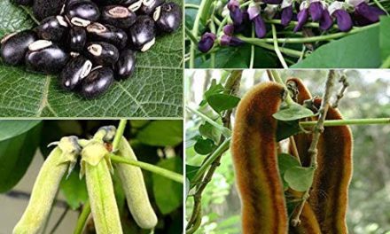 What are the benefits of velvet beans? Kaunch Beej