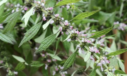 What are the benefits of lion tail grass? Motherwort