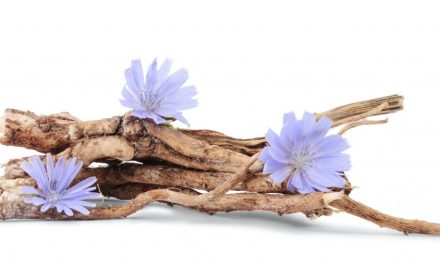 Chicory root fiber use in pregnancy & is given to babies?