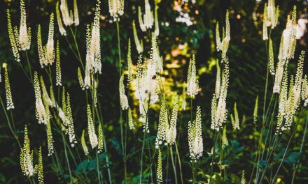 What does Black Cohosh do? Does it make you gain weight?