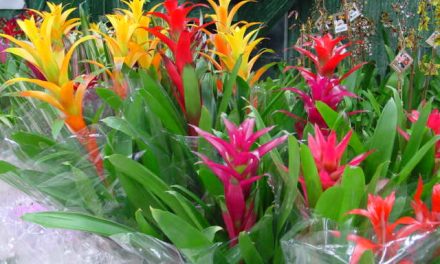 Guzmania Flower Care: How should the soil be?